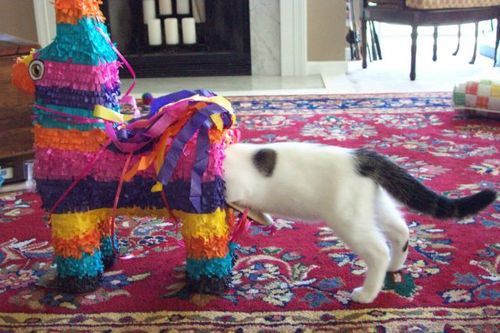 This pinata was alarmed to say the least