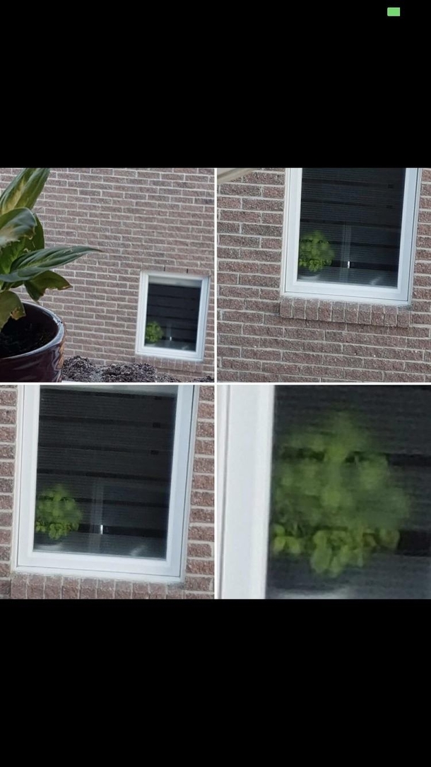 This plant