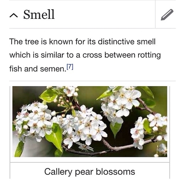 This plant has a very distinct smell