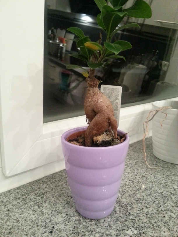 This plant is taking a poo