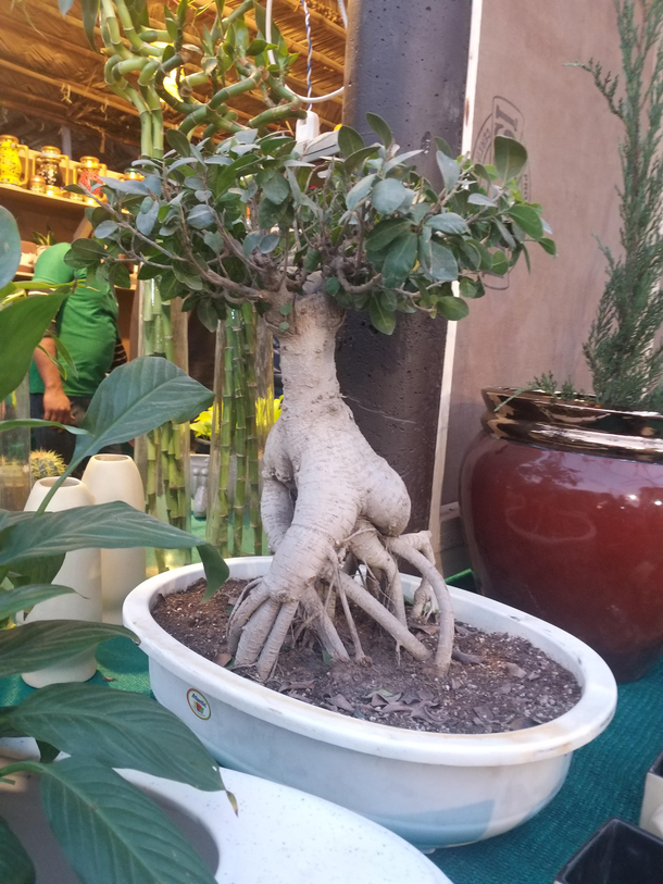 This plants having a good time