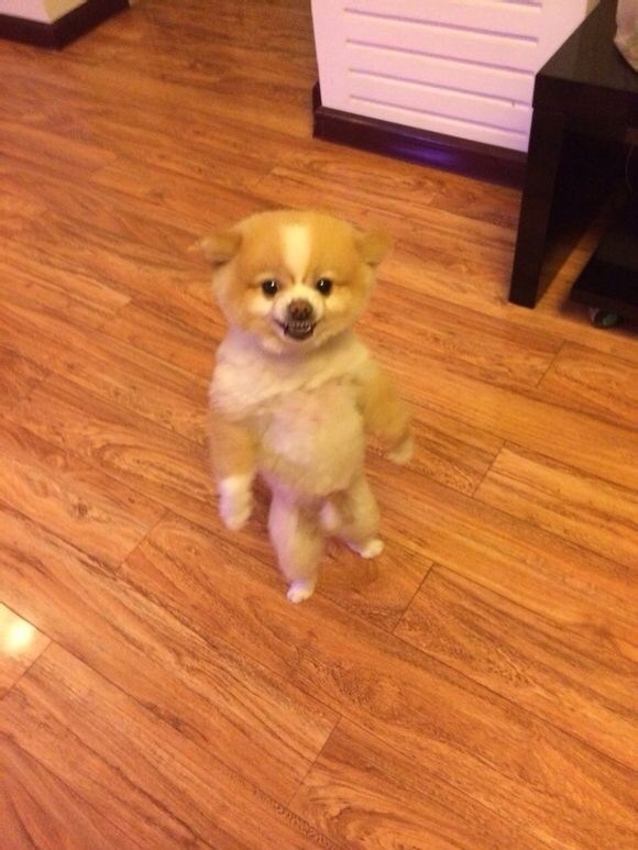 This Pomeranian apparently got so upset with his new haircut that he started standing and walking around on his hind legs after he got back from the groomersfor  days