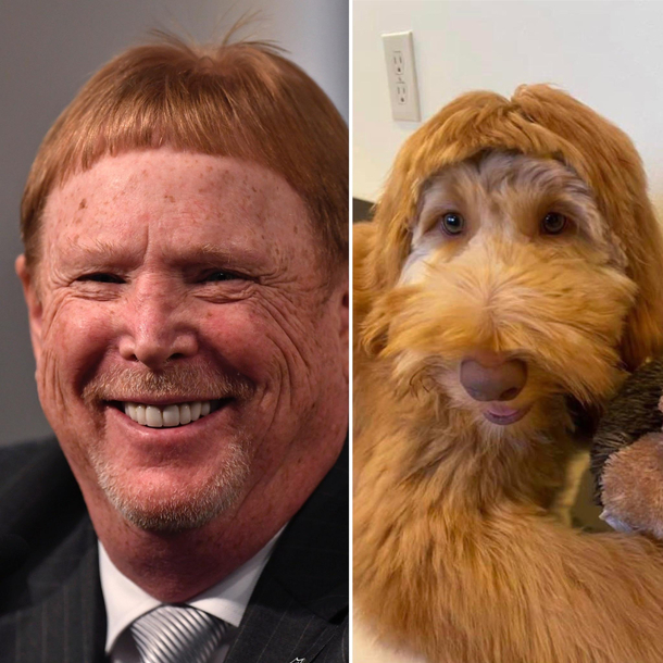 This poodle got the Mark Davis cut