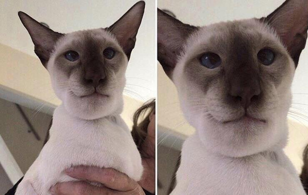 This poor cat was stung by a wasp