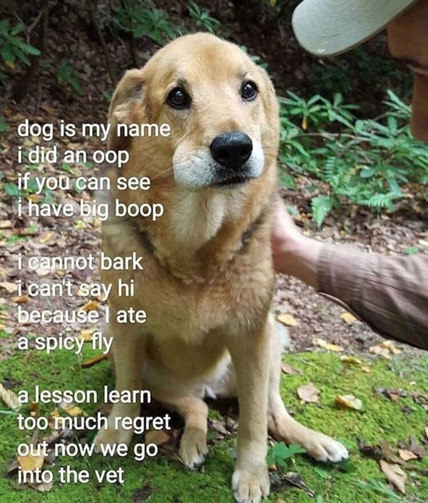This Poor Dog