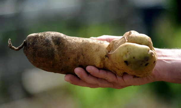 This potato