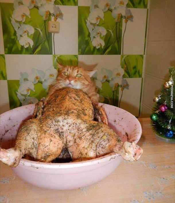 This provocative cat