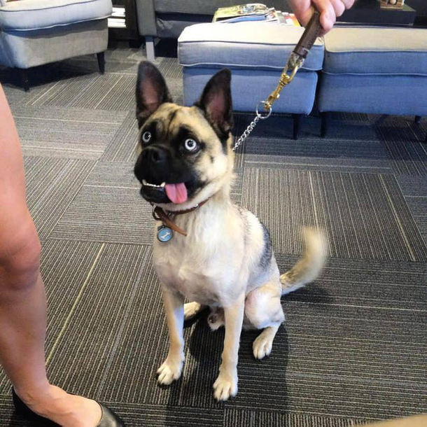 This pug - husky mix is the most intense derp you will ever see