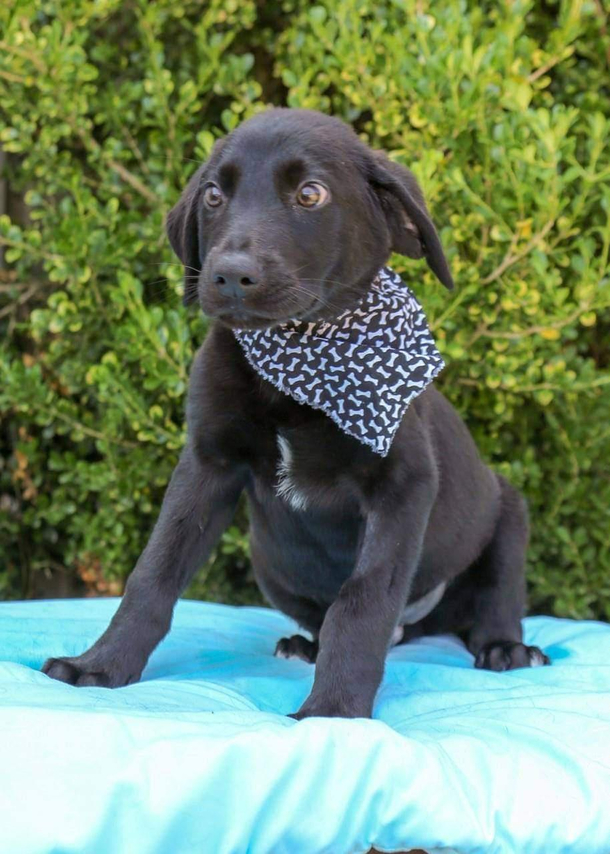 This puppy has seen some shit