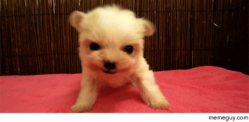 This puppy is the cutest Ive ever seen