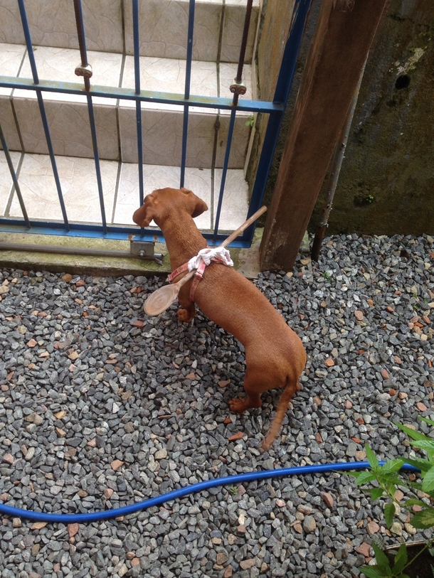 This puppy small enough to get through the fence bars I guess a spoon is cheaper than change the whole fence
