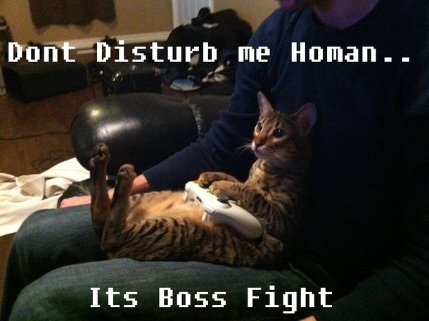 This puss just got serious