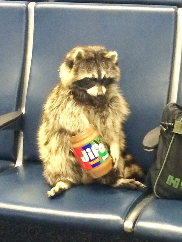 This raccoon just chillin Because of all the shit that has been happening this might be one of the more normal things i have come across in 