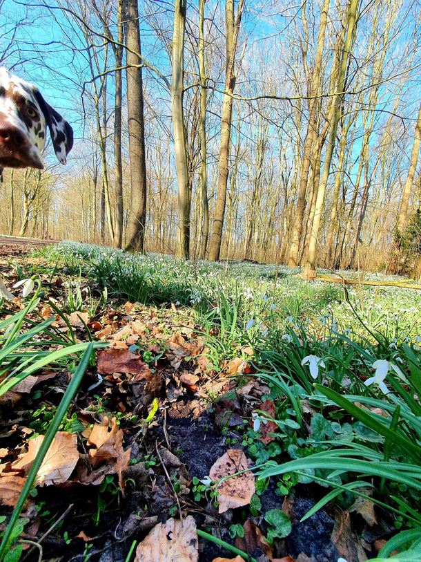 This random boi photobomed my nature pic attempt