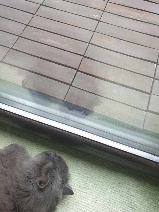 This reflecion of my cat