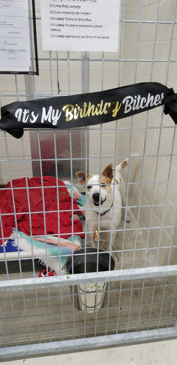 This sash was found during our morning walk at the shelter