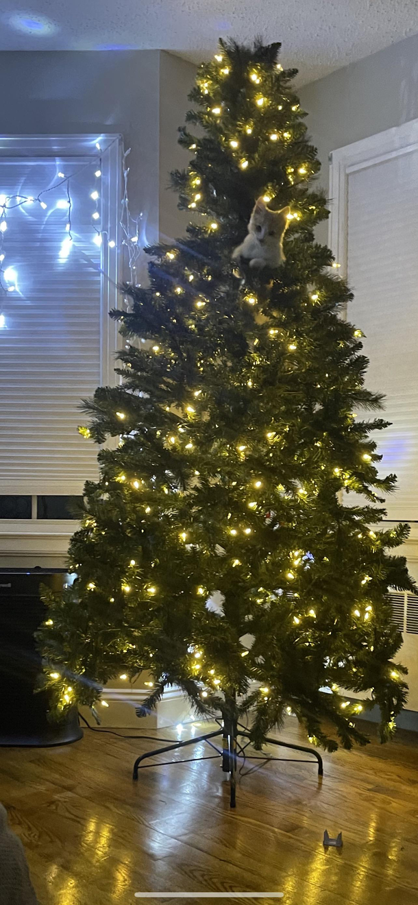 This season I learned why cats and Christmas trees dont mix