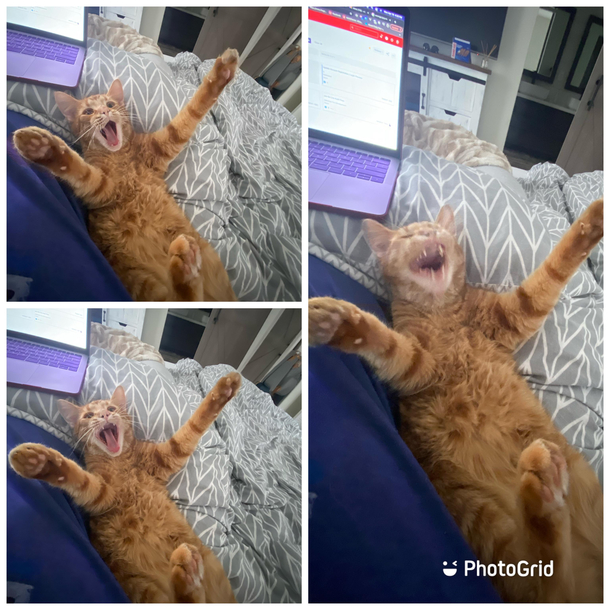 This sequence of my cat yawning is really something to behold 