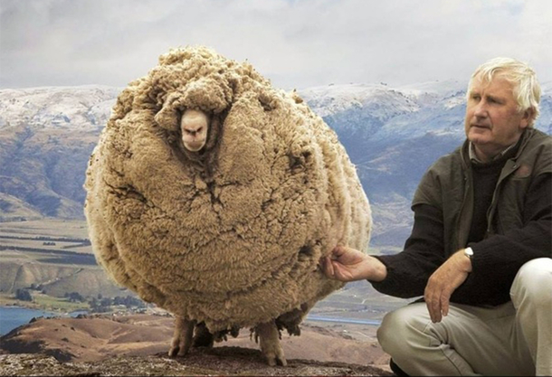 This sheep from New Zealand ran away and hid in a cave just to avoid shearing When it was found after  years it looked like this
