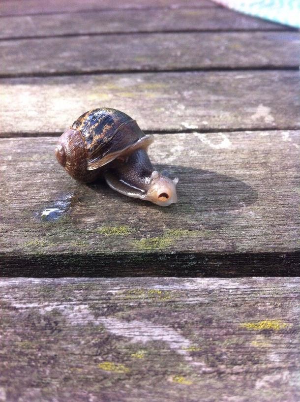 This snail has a small piece of garden debris stuck to his face He looks terrified