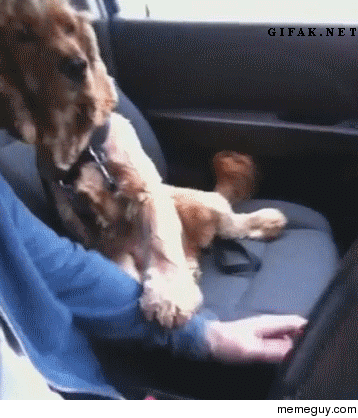 This Spaniel needs to hold hands during car rides