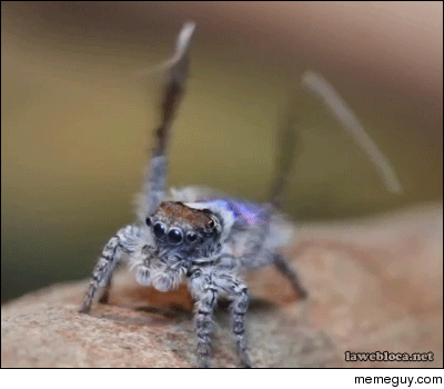 This spider dances better than I do