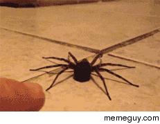 This spider is actually pretty damn adorable