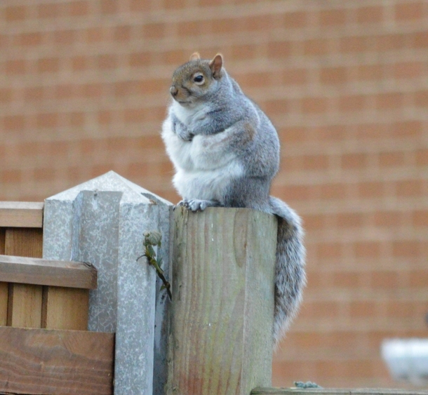 This squirrel discovered the new chestnut flavored Whey