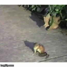this squirrel got skills