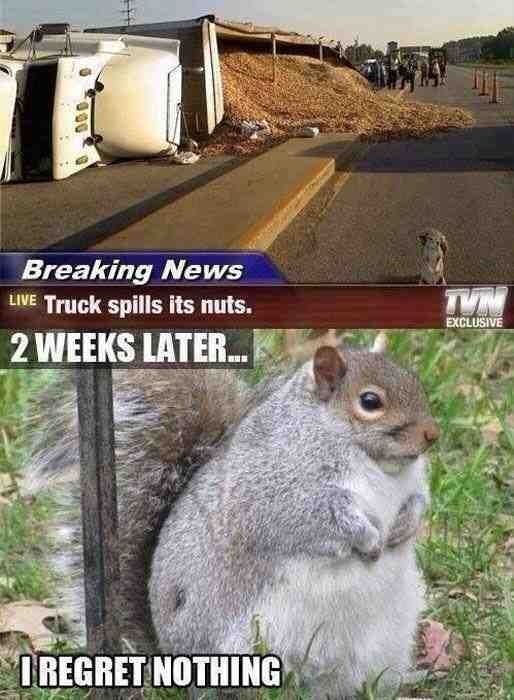 This Squirrel Has No Regrets