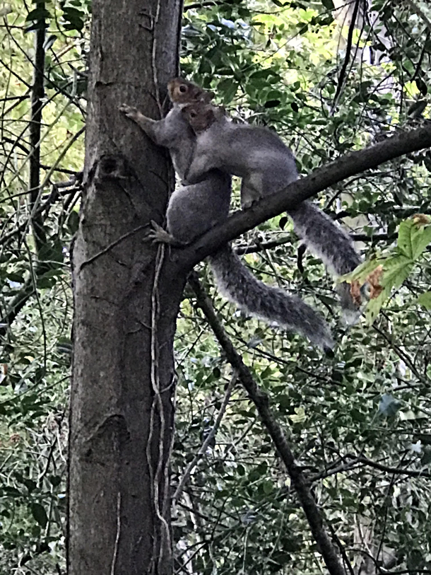 This squirrel is either getting mugged or a reach around You decide