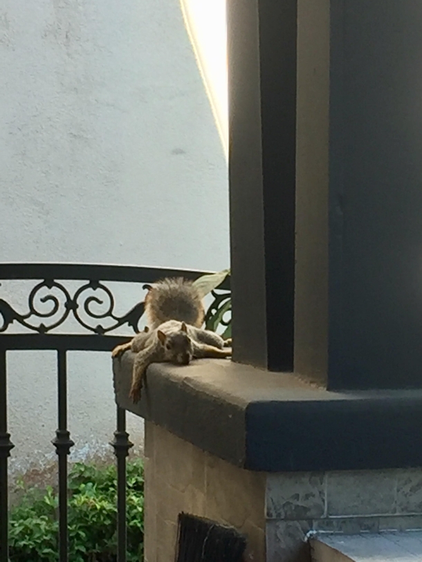 This squirrel was like fuck it