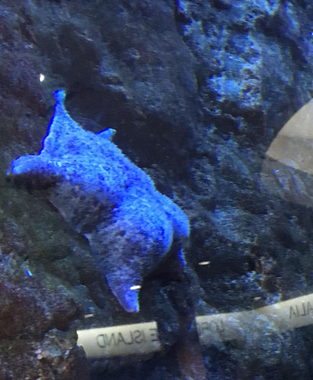 This starfish better quit playin