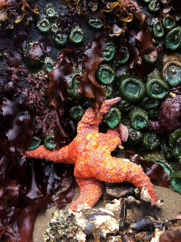 This starfish is T H I C C