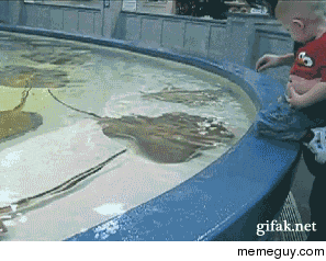 This stingray has some serious personal space issues