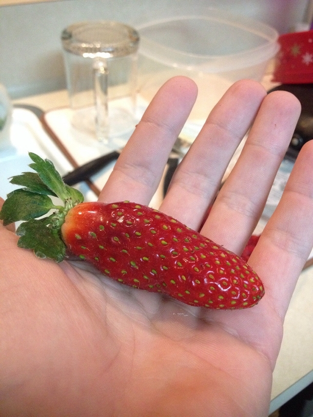 This strawberry thinks its a Jalapeo Good try Strawberry youre not fooling anyone