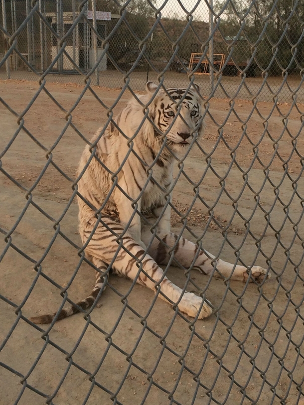 This Tiger looks like its having an existential crisis