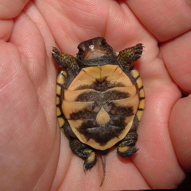 This tiny baby turtle has a rain drop as a bellybutton