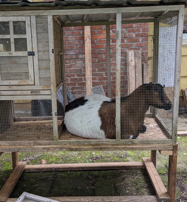 This tiny horse hatching from its egg