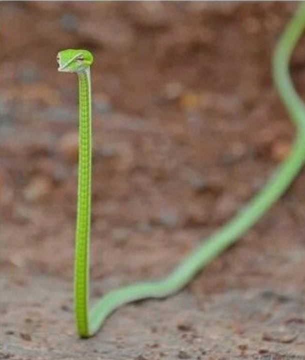 This tiny snake vine snake looks like a judgmental shoelace