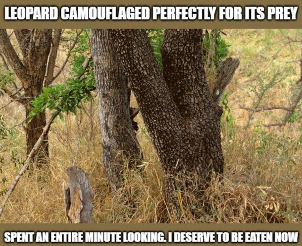 This took me way too long to see it nature knows how to do camouflage