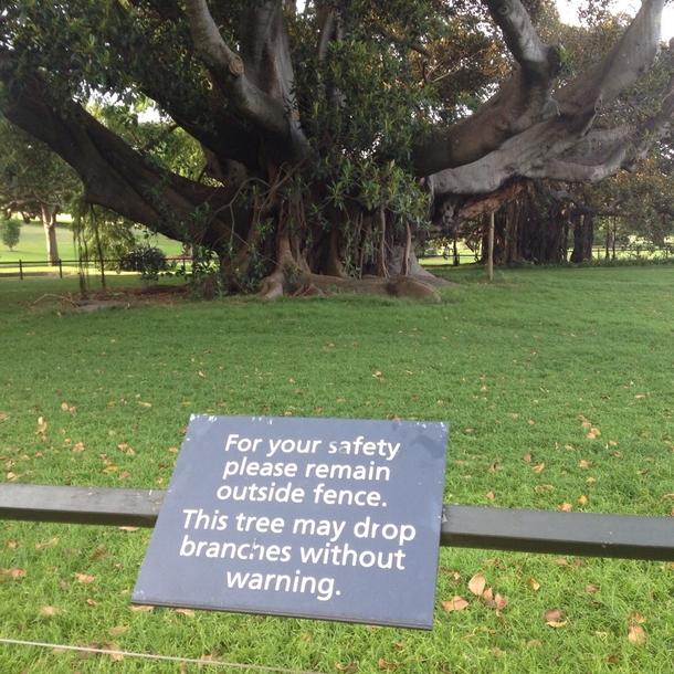 This tree doesnt fuck around