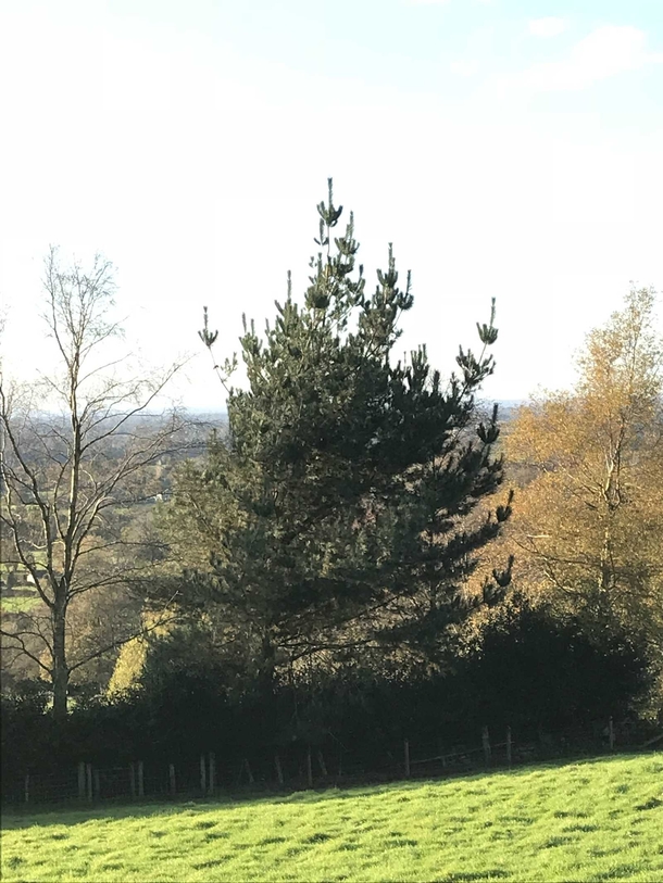 This tree doesnt like its neighbors