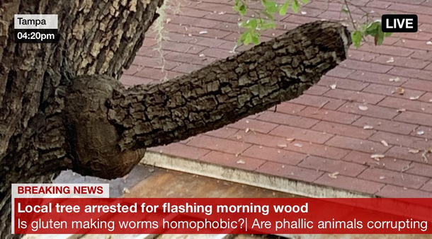 This tree fucks