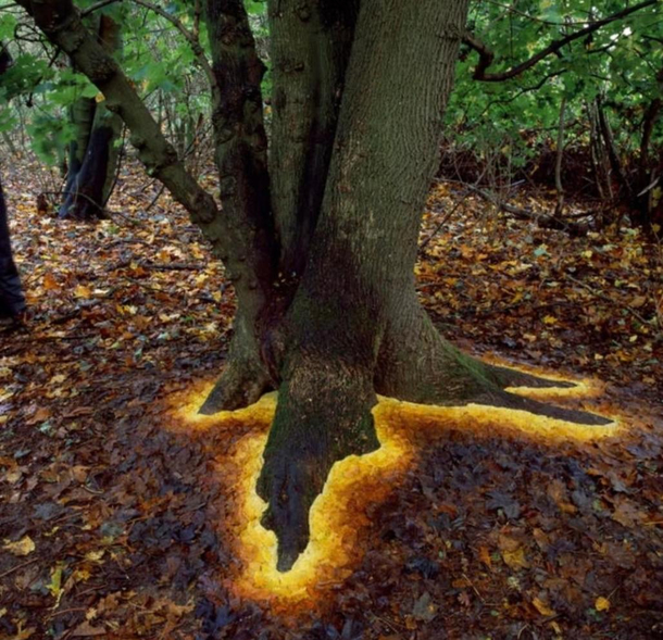 This tree has a quest for you