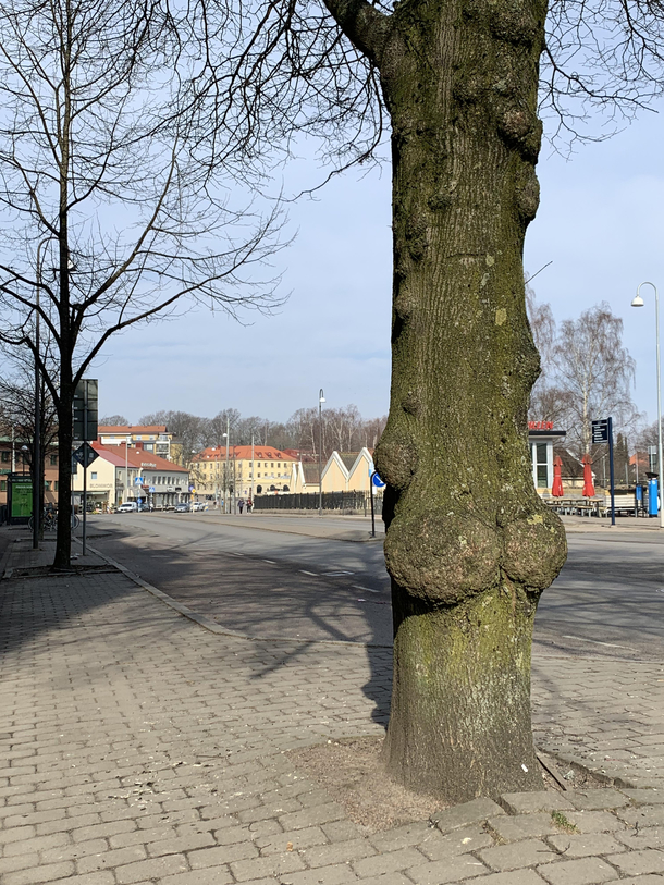 this tree i saw today got me acting up 