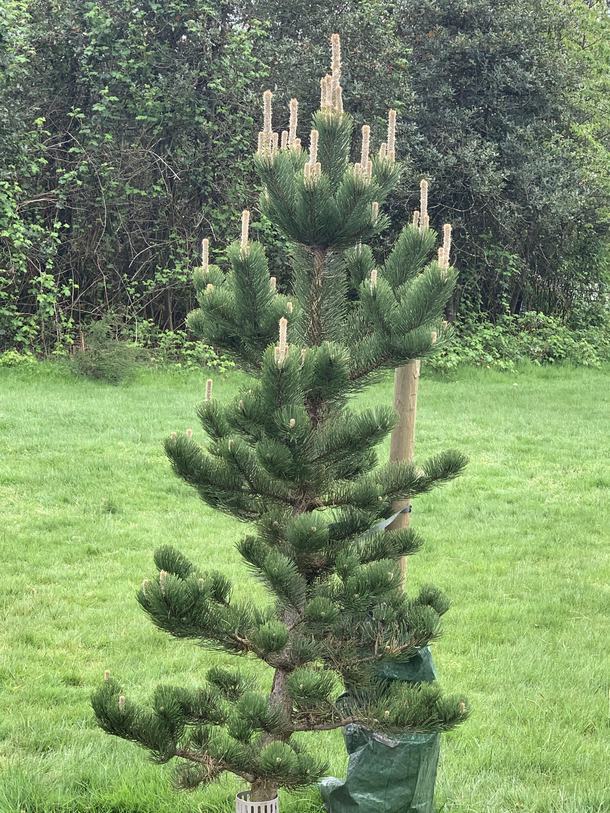 This tree is giving me a sign