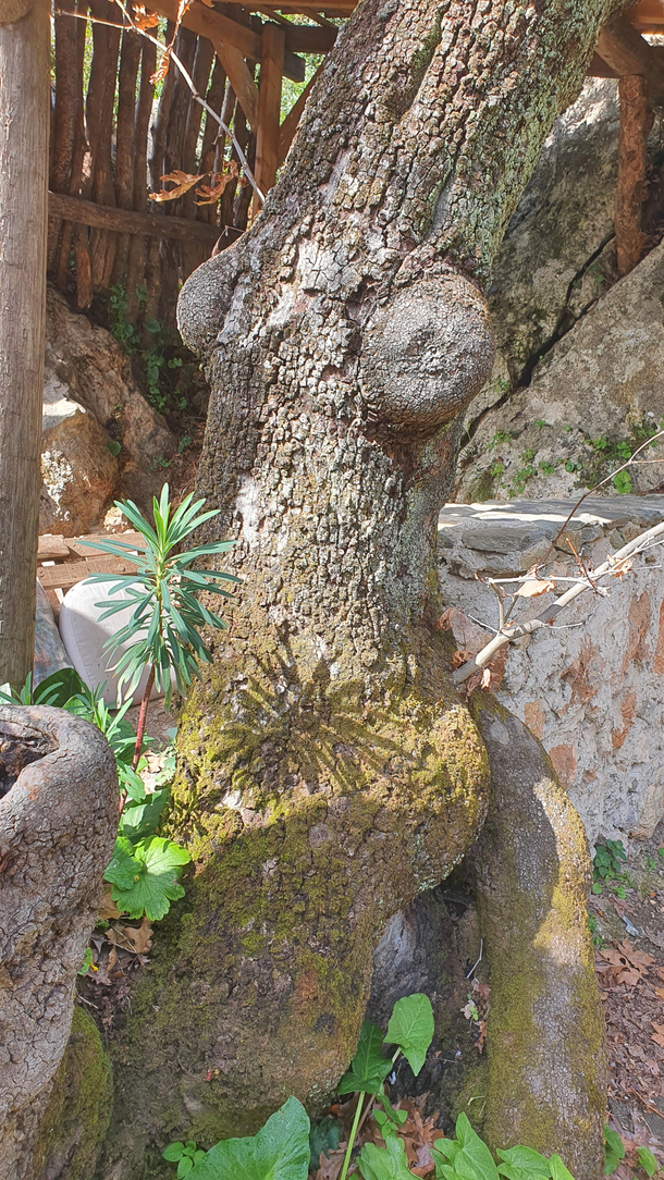 This tree is situated down by the waterfall in our little Cretan village of Azogires It is said that trees in the area often take on the shapes of people or things around them Well we know there is an awful lot of skinny dipping going on down here 