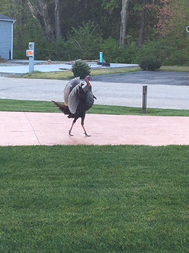 This turkey always struts by my parents house like she trying to pick up one of the boys