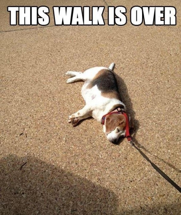 This walk is over